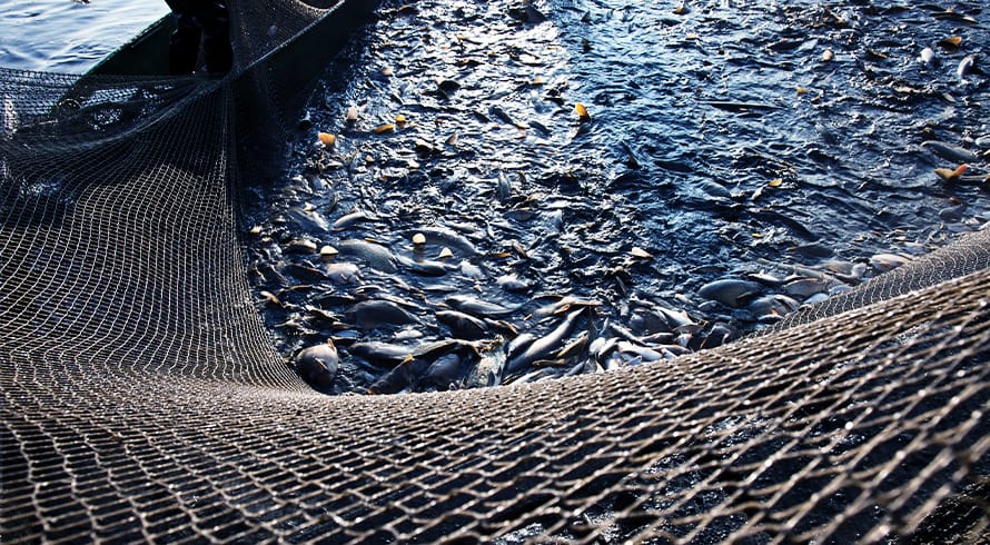 Tapping into commercial aquaculture opportunities in Kenya